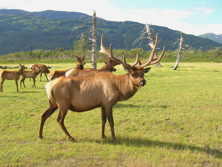 Wildlife