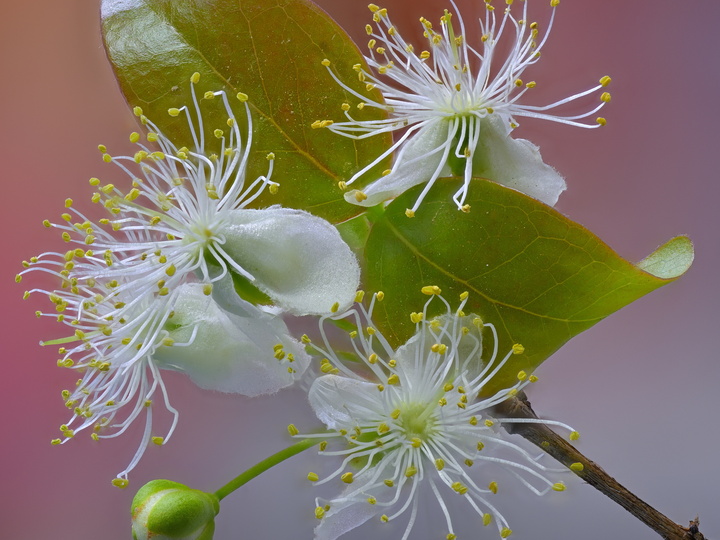 Macro